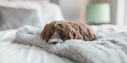 Partir en voyage avec mon chien? Pas de problème avec weekend4two!